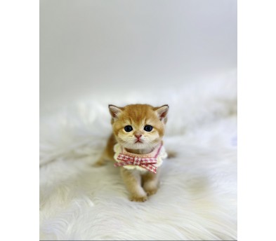 브리티시 분양합니다